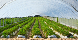 Agricultură